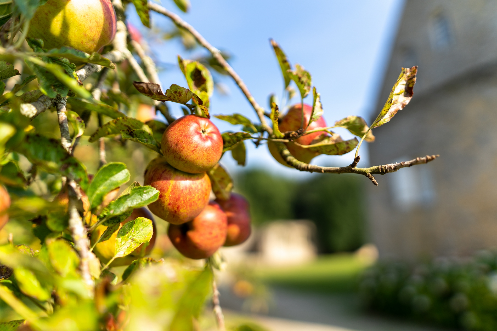 Pommes ferme félicité